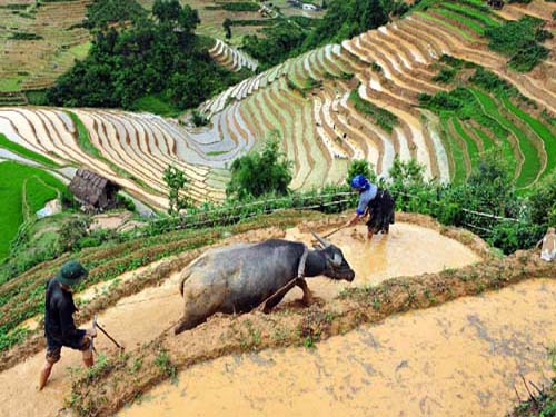 Di sản Ruộng bậc thang Mù Cang Chải vào mùa gieo cấy 
